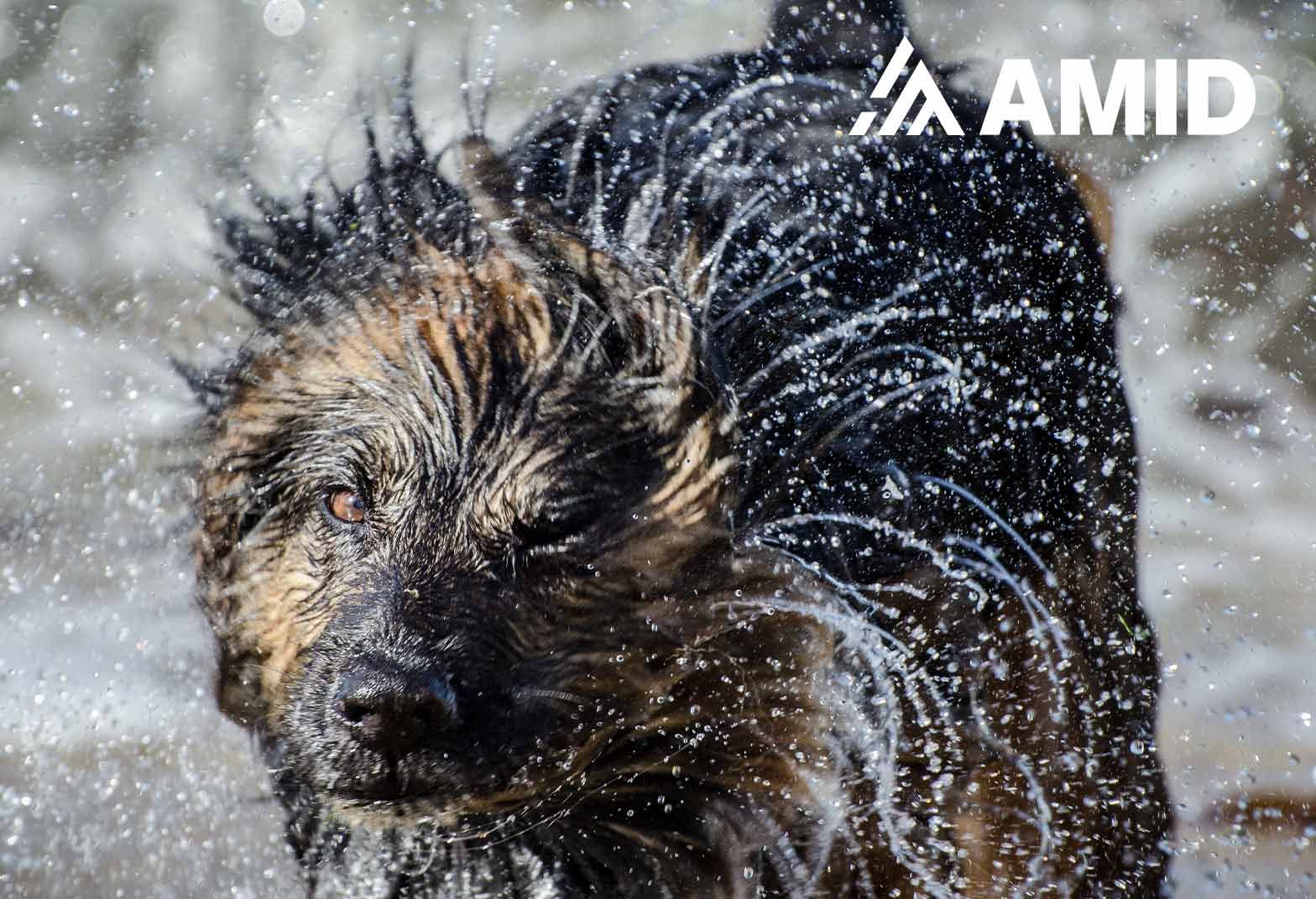 Sturmgefahr Sturmzerstörung Zerstörung Klimawandel Hund Vorsichtsmaßnahmen richtige Versicherung Versicherungsmakler Hamm
