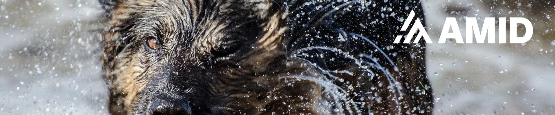 Sturmgefahr Sturmzerstörung Zerstörung Klimawandel Hund Vorsichtsmaßnahmen richtige Versicherung Versicherungsmakler Hamm